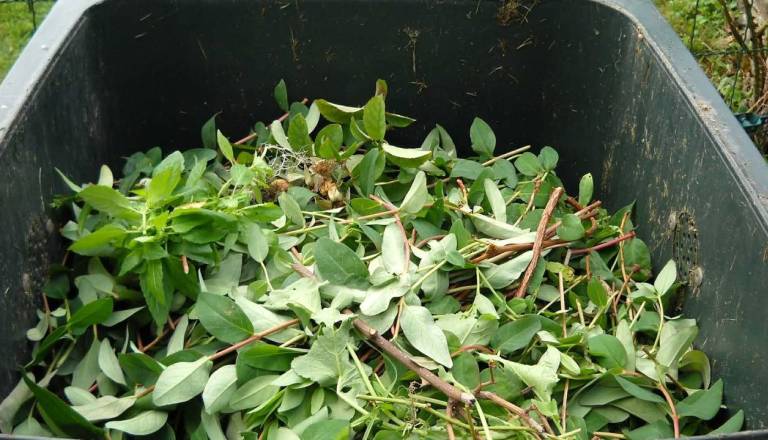 Ne pozabite! Prihaja spomladanska akcija zbiranja zelenega odreza na Ptuju, to so termini