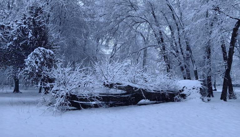 V parkih po občini podrta drevesa in zlomljene veje, v mestnem parku padli trije gabri
