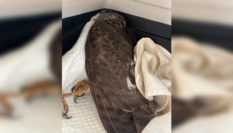 Ganljiva zgodba iz okolice Maribora: Z motorjem reševal poškodovanega skobca, a bitke ni dobil