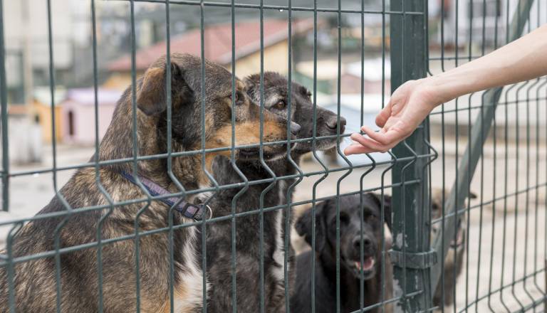 To je pet neresničnih mitov o živalih, ki iščejo dom