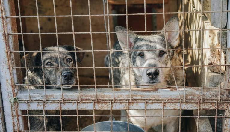 To so najpogostejše zmote o zavetiških živalih