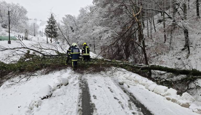 Poškodovanih okoli 20.000 kubičnih metrov lesa, največ škode v gozdovih v Halozah in Slovenskih goricah