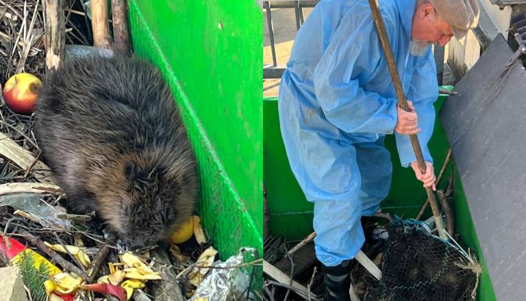 V Mariboru reševali bobra, ujetega v rešetke čistilne naprave