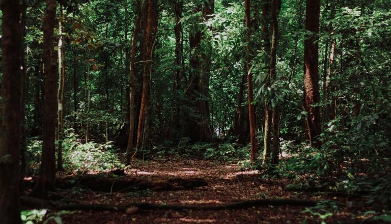 Če v gozdu naletite na te nenavadne naprave, jih pustite nedotaknjene