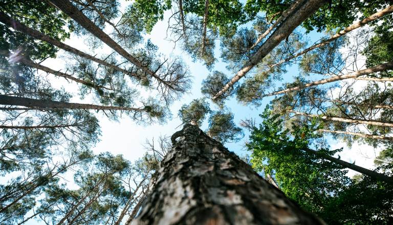 Sečnja v Tivoliju, Rožniku in na Šišenskem hribu 