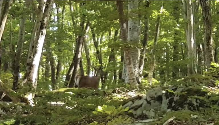 V Kočevju iščejo ime za priljubljeno sprehajalno pot, avtor bo nagrajen