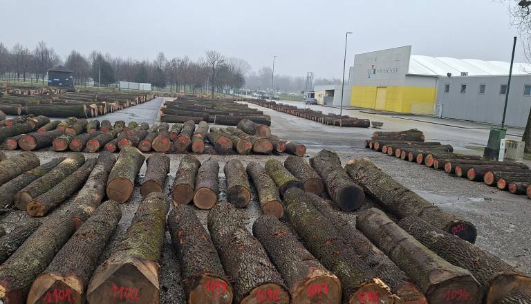 Dražba lesa v Gornji Radgoni je v polnem teku