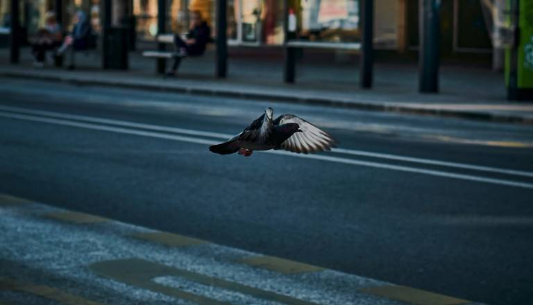 Golobi v Ljubljani vse večja težava. Bi lahko pomagali sokoli selci?