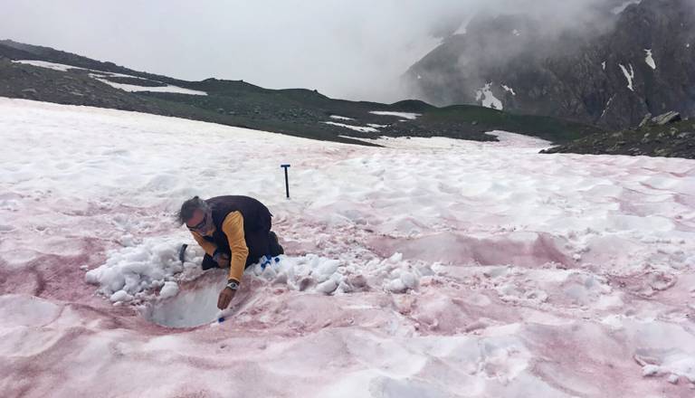 Krvavi sneg: zakaj bi se lahko sneg obarval rdečkasto