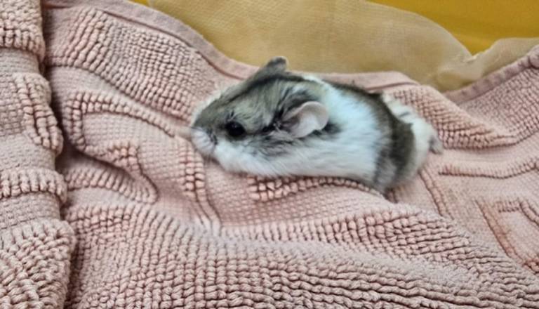 Na Glavnem trgu v Mariboru našli hudo poškodovano rusko hrčico