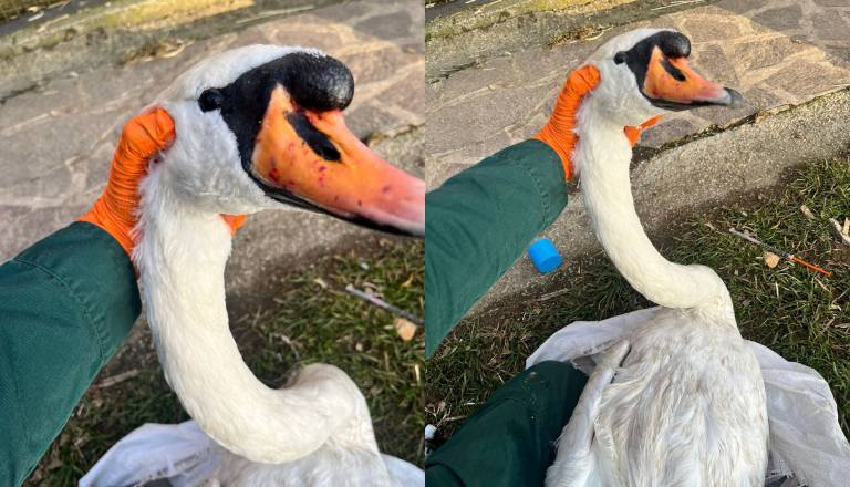 Zgodba z žalostnim koncem: Poškodovan labod na Lentu kljub hitri intervenciji poginil
