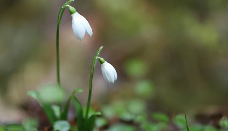 Oblačno in občasno deževno s temperaturami do 13 stopinj Celzija