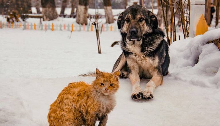 Kje je zavetišče: Gorenjska lokalna oblast že leta ignorira zapuščene živali