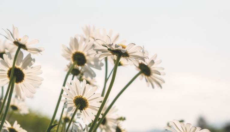 Zima očitno zaključena, a pozeba še možna