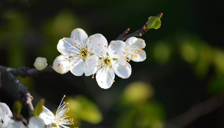 Temperature nad povprečjem, narava že cveti