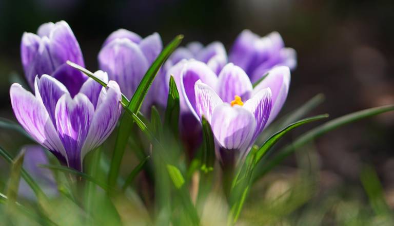 Pomlad prehiteva koledar, nadpovprečno toplo vreme se nadaljuje