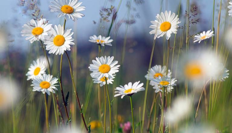 Po topli nedelji prihaja oblačen ponedeljek z možnim dežjem