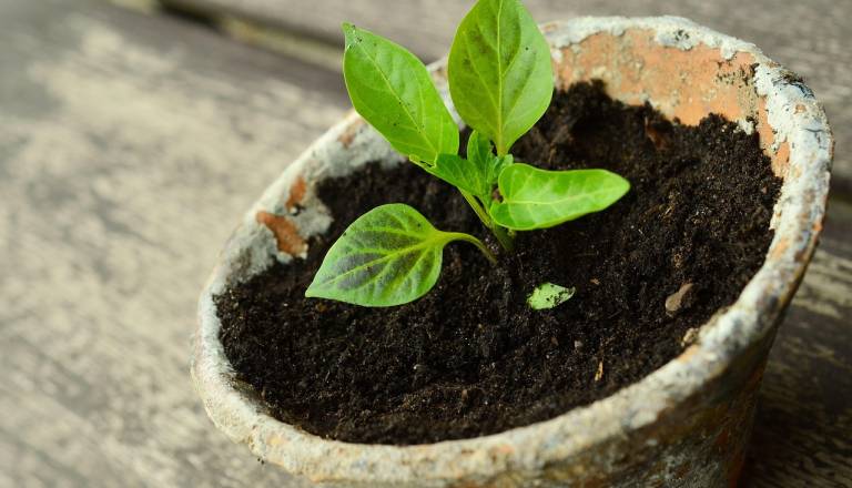 Previdno! Pri spletnem nakupu sadik zaznali več kršitev