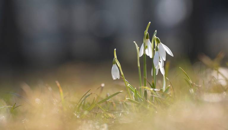 Kdaj bo letos prvi pomladni dan in pomladno enakonočje? Razkrivamo datum in uro