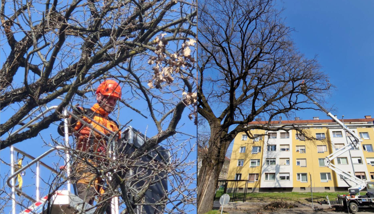 Skoraj 140 let star hrast dob deležen strokovnega obrezovanja