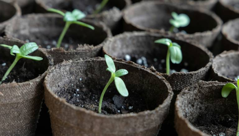 Previdno pri spletnem nakupu sadik! Zaznali več kršitev