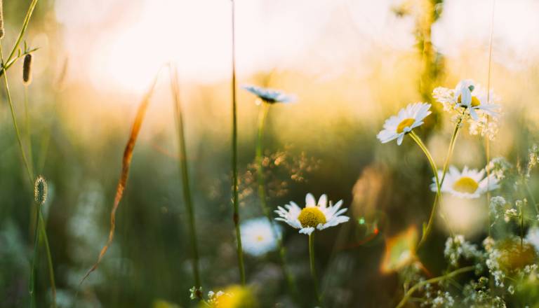 Mislite, da veste, kdaj se začne pomlad? Resnica o letošnjem enakonočju vas lahko preseneti