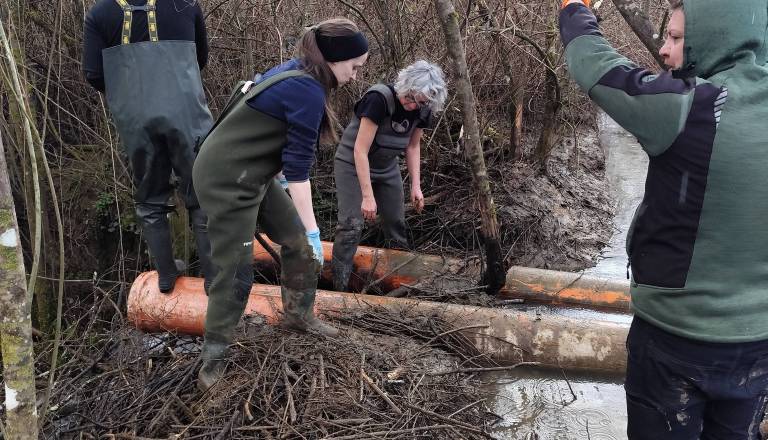 Bobri dvignili vodo ob Kolpi, poglejte, kako so rešili težavo