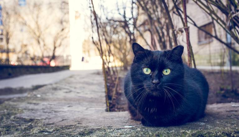 Petek, 13. - dan, ki ga mnogi povezujejo z nesrečo