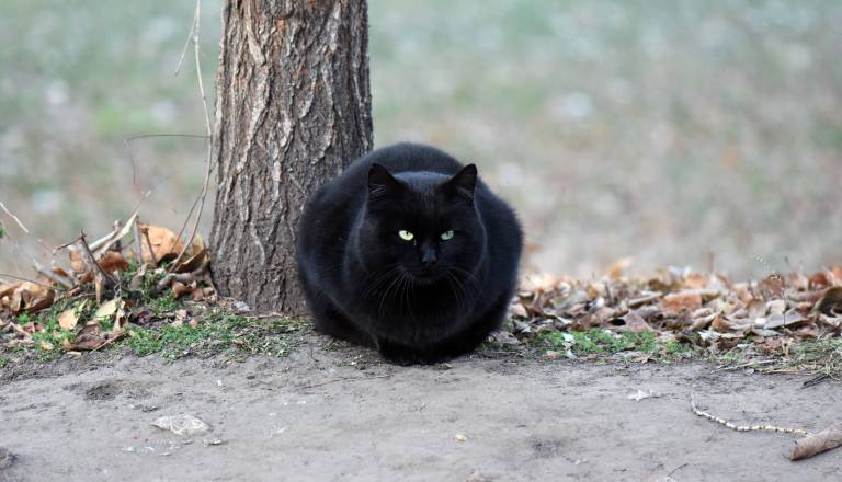 Veste, od kod izvira strah pred petkom, 13.?