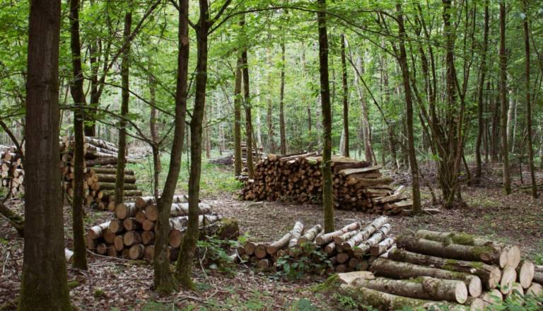 Znane so podrobnosti tragedije, do smrtne nesreče prišlo pri vleki hlodovine