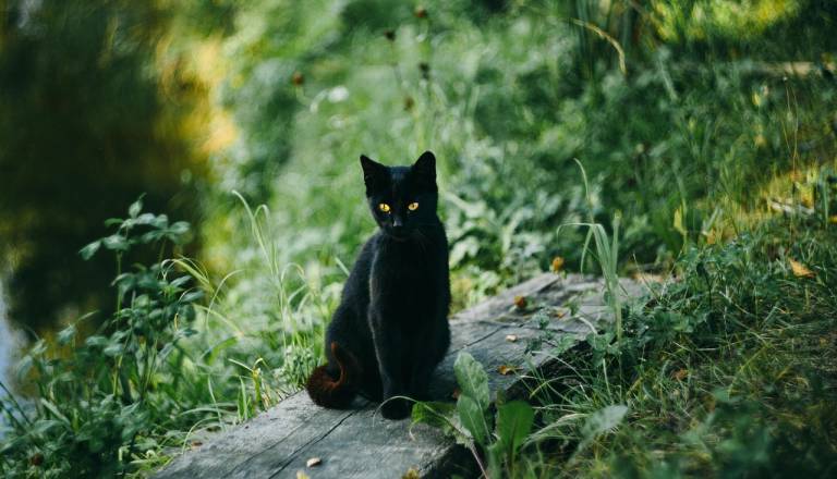 Danes je petek 13., ki ga mnogi povezujejo z nesrečo