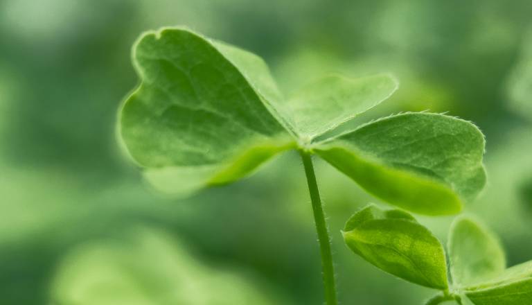 Strah pred petkom 13. je odveč, tem znamenjem prinaša srečo