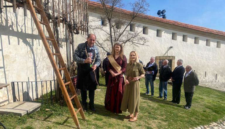 FOTO in VIDEO: Na Ptujskem gradu opravili rez potomke najstarejše trte na svetu, ki je v dobri kondiciji