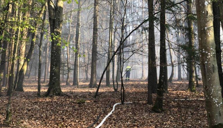 Drevo padlo na električni vod, ogenj uničil okoli štiri hektarje gozda