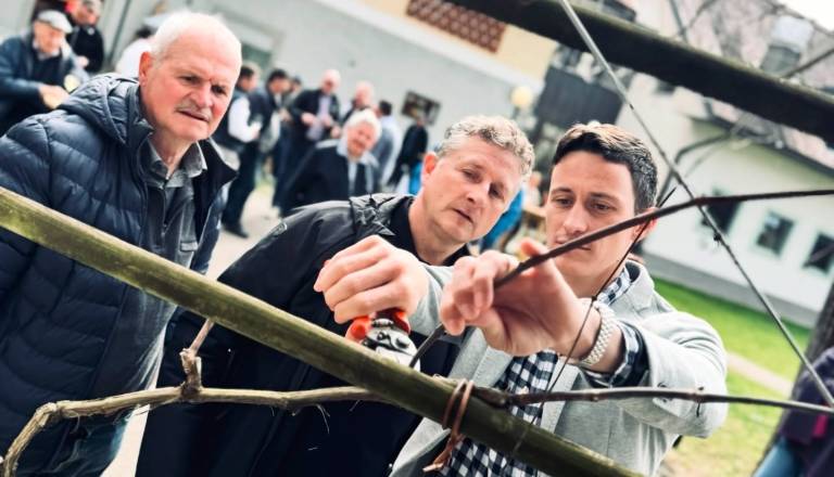 Dvorska žametovka dobila novega botra, obrezal jo je Peter Prevc