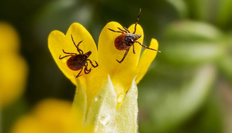 V Mariboru akcija cepljenja proti klopom, cepili bodo tudi v Ljudskem vrtu