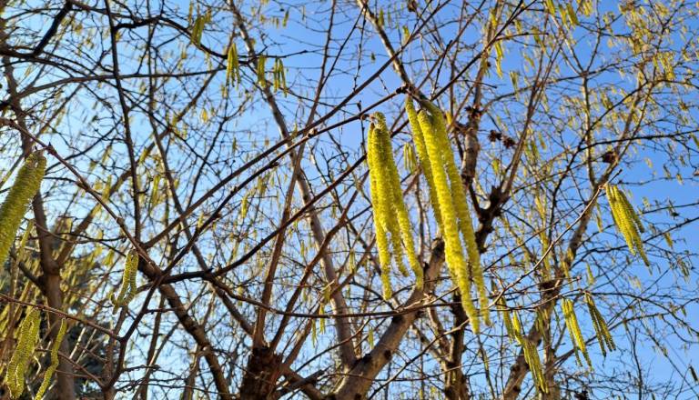 V zraku visoke koncentracije cvetnega prahu, sezona jelše nadpovprečno intenzivna