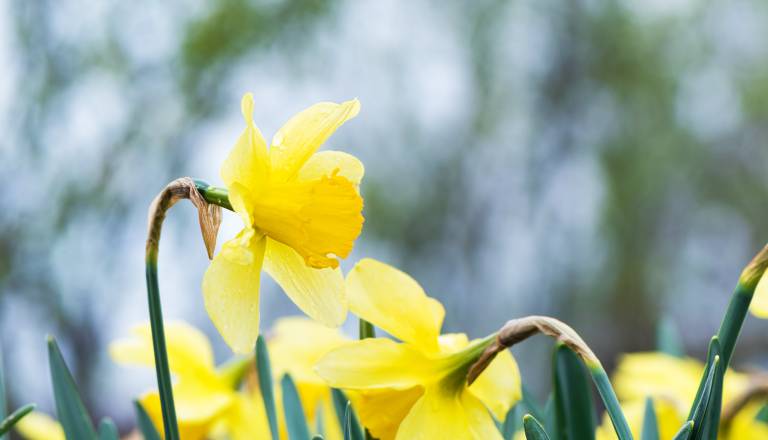 Astro opozorilo: Ta znamenja bodo kmalu igrala na vse ali nič