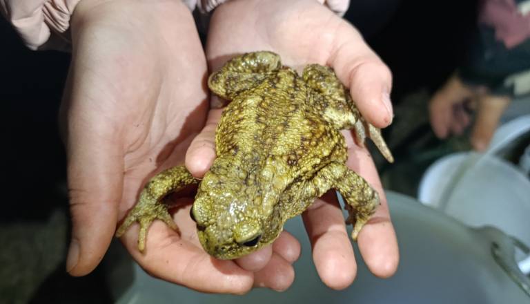 Kranjski prostovoljci, med njimi tudi otroci, na pomoč dvoživkam: Na varno pospremili kar 670 žabic