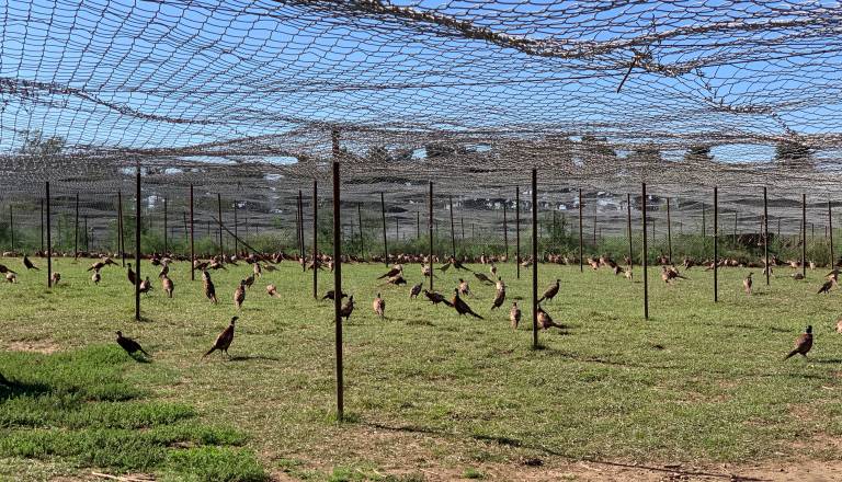 Za najem velikega vzrejališča fazanov v Beltincih kar devet interesentov