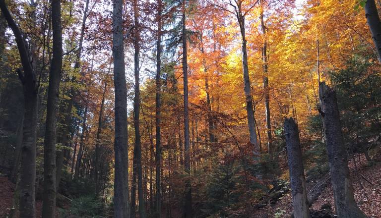 Gozdne poti po snegolomu znova odprte