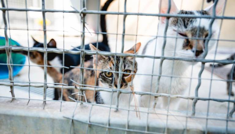 Skoraj deset tisoč mačk letno konča v zavetiščih, posvojitev ima številne prednosti