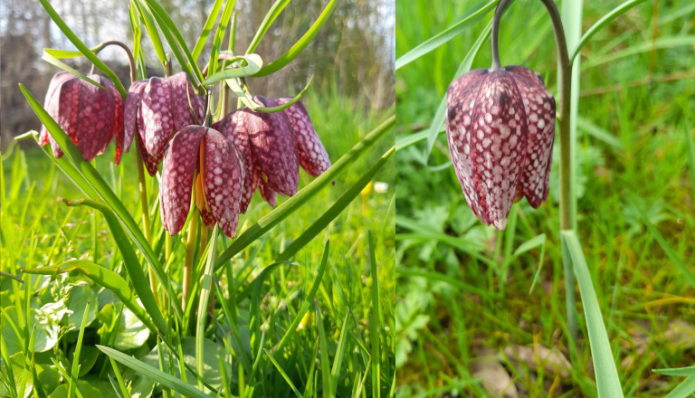Zacvetel močvirski tulipan, redka in zaščitena lepota pomurskih mokrišč
