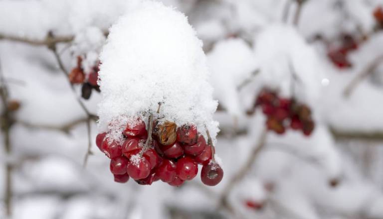 Lahko Slovenijo znova pobeli sneg? To pravi napoved ...