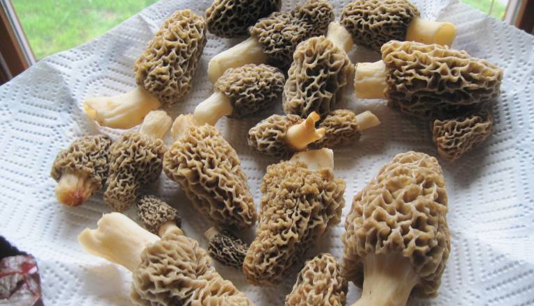 Prvi znanilci sezone že tu, gobarji ne skrivajo navdušenja