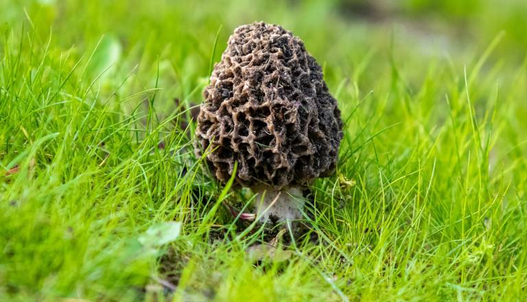 Gobarji navdušeni, po gozdovih že kukajo prve spomladanske gobe