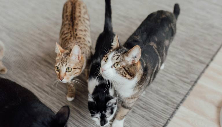 Šok za reševalce, na 30 kvadratih živel z 23 mačkami