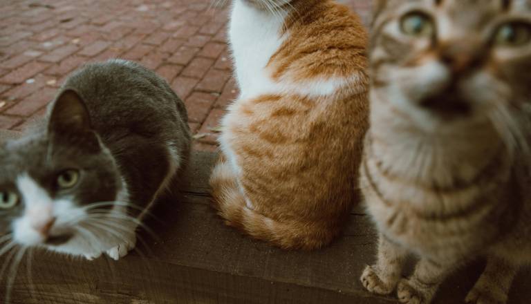 Saj ni res, pa je! V 30 kvadratih živel z 23 mačkami