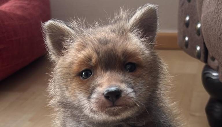 Na Ptuju rešili komaj nekaj tednov starega lisjaka, zdaj okreva v oskrbi strokovnjakov