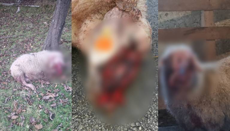 Policija še vedno tava v temi: Grozljivi napadi pri Mariboru brez epiloga